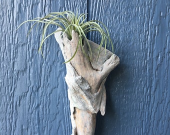 natural wood wall decor air plant holder or lighting sconce