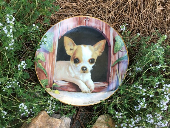 silver chihuahua puppies