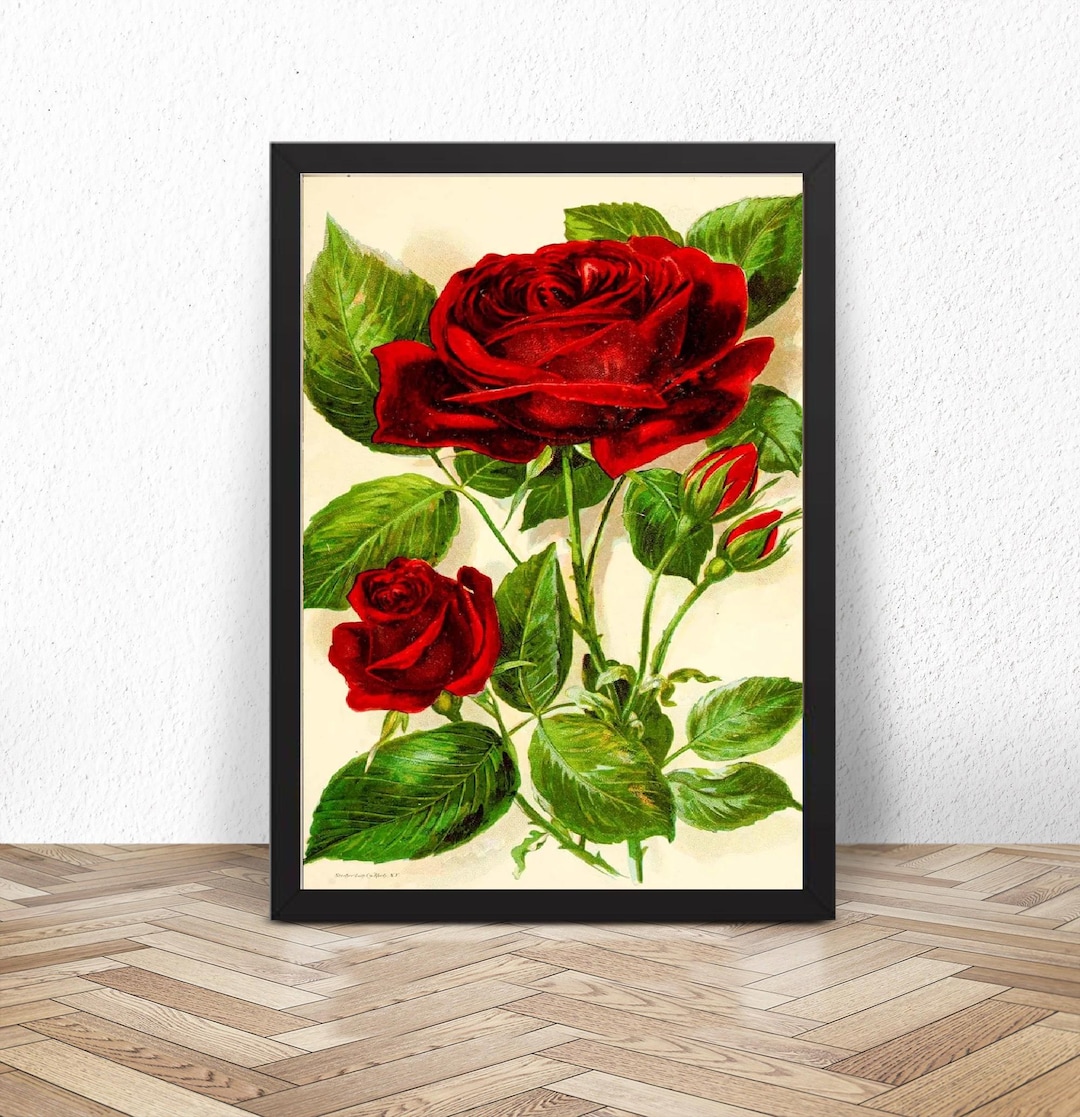 Rose Poster, Vintage Roses Illustration Poster Repro - Wall Art Decor ...