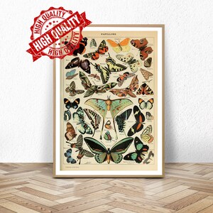 Vintage Butterfly Print Poster Office Decor Botanical Illustration Butterfly Poster Gift Idea Butterfly Art / Museum Gallery Print Framed