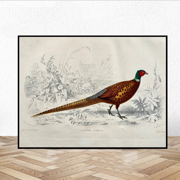 Pheasant Print, Antique Animal Painting, Vintage Drawing Poster Art, Ring-necked Pheasant, animal bedroom decor, American wildlife