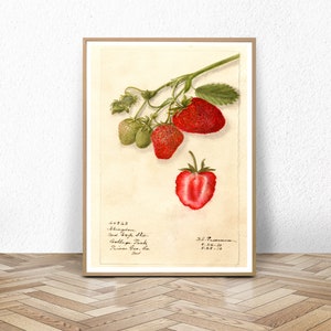 Strawberry Plant Print. Strawberries. Strawberry Art. Vintage Botanical Strawberry. Botanical Print. Strawberry Decor. Kitchen Decor.