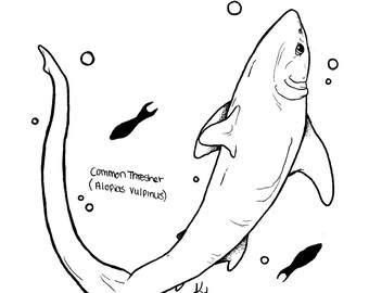 Digital Ocean Life Coloring Pages Set 3 Sharks & Rays