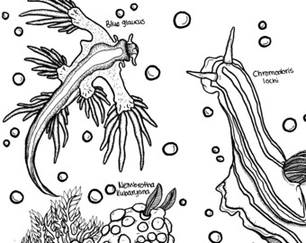 Digital Ocean Life Coloring Pages Set 2 Reef Dwellers