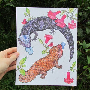 Australian Skinks, PRINT