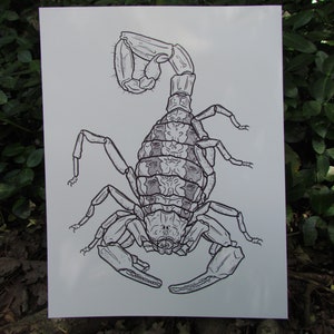 Various Scorpion PRINTS