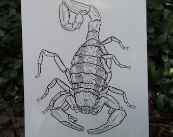 Various Scorpion PRINTS