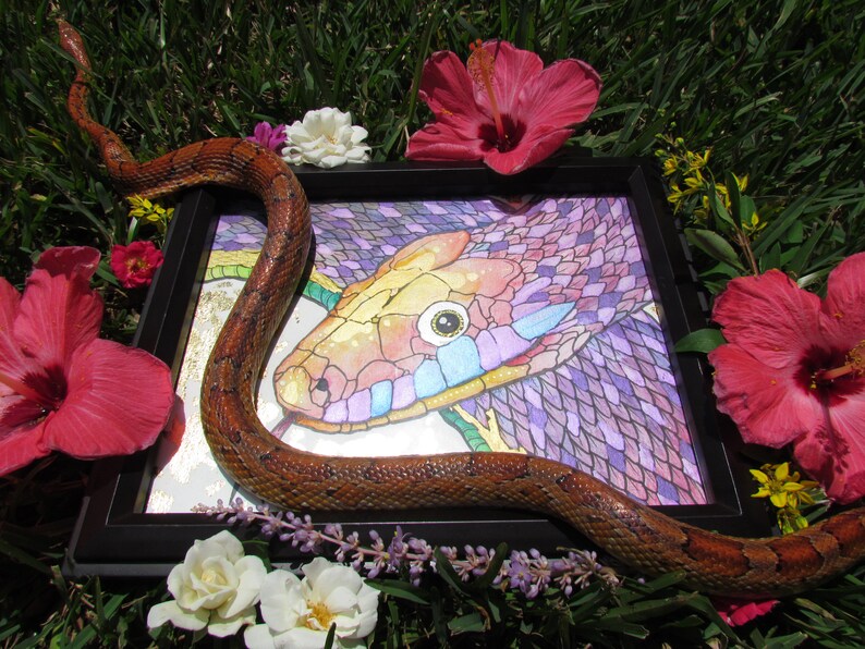 Rat Snake ORIGINAL