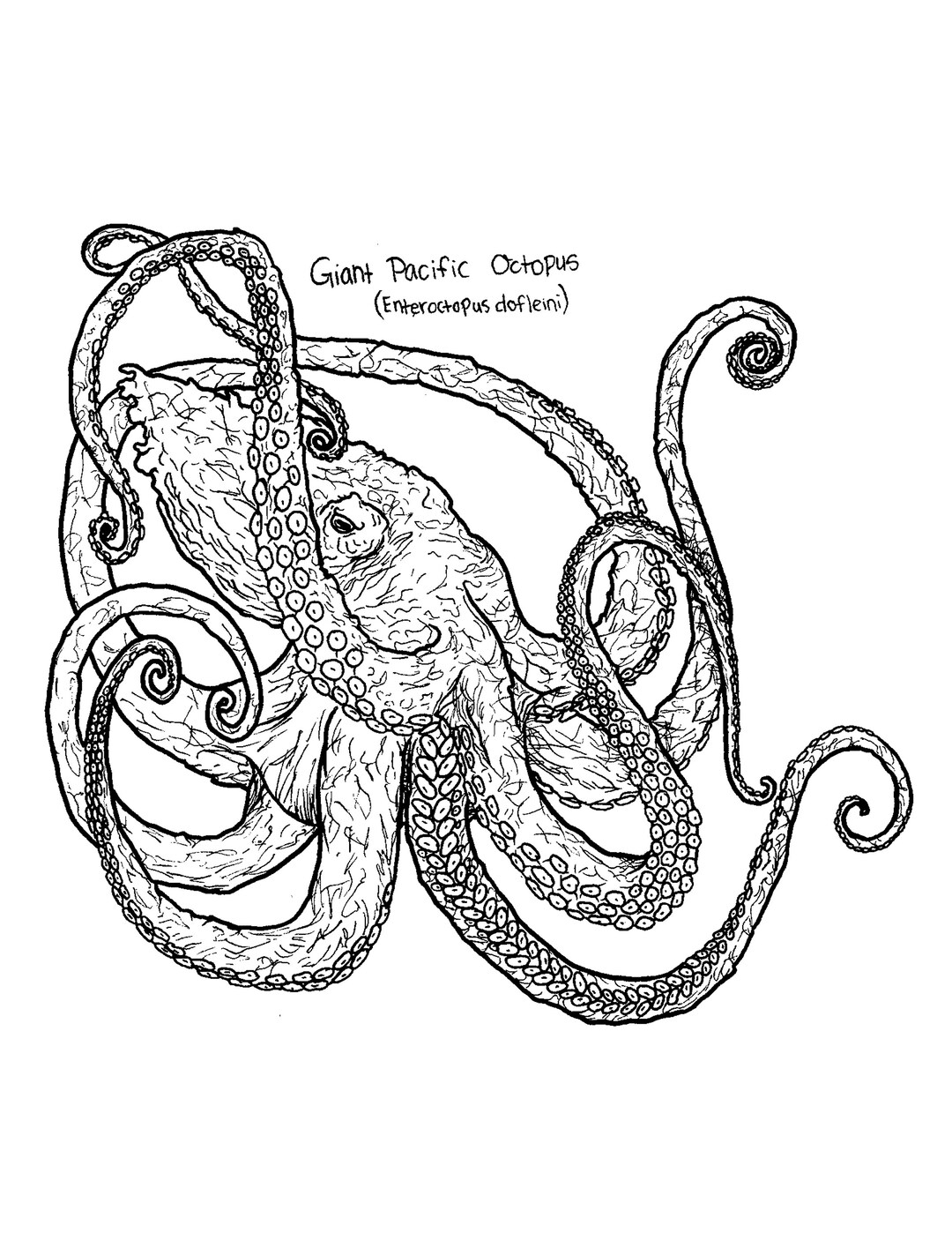 Digital Ocean Life Coloring Pages Set 5 Cephalopods & Eel - Etsy