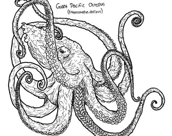 Digital Ocean Life Coloring Pages Set 5 Cephalopods & Eel