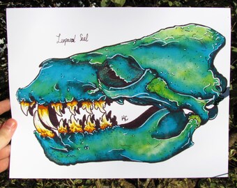 Leopard Seal Skull, PRINT