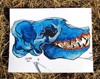 Crab Eater Seal Skull, PRINT