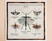 Wanzen Insekten Entomologie Giclée Druck Naturhistorischen museum