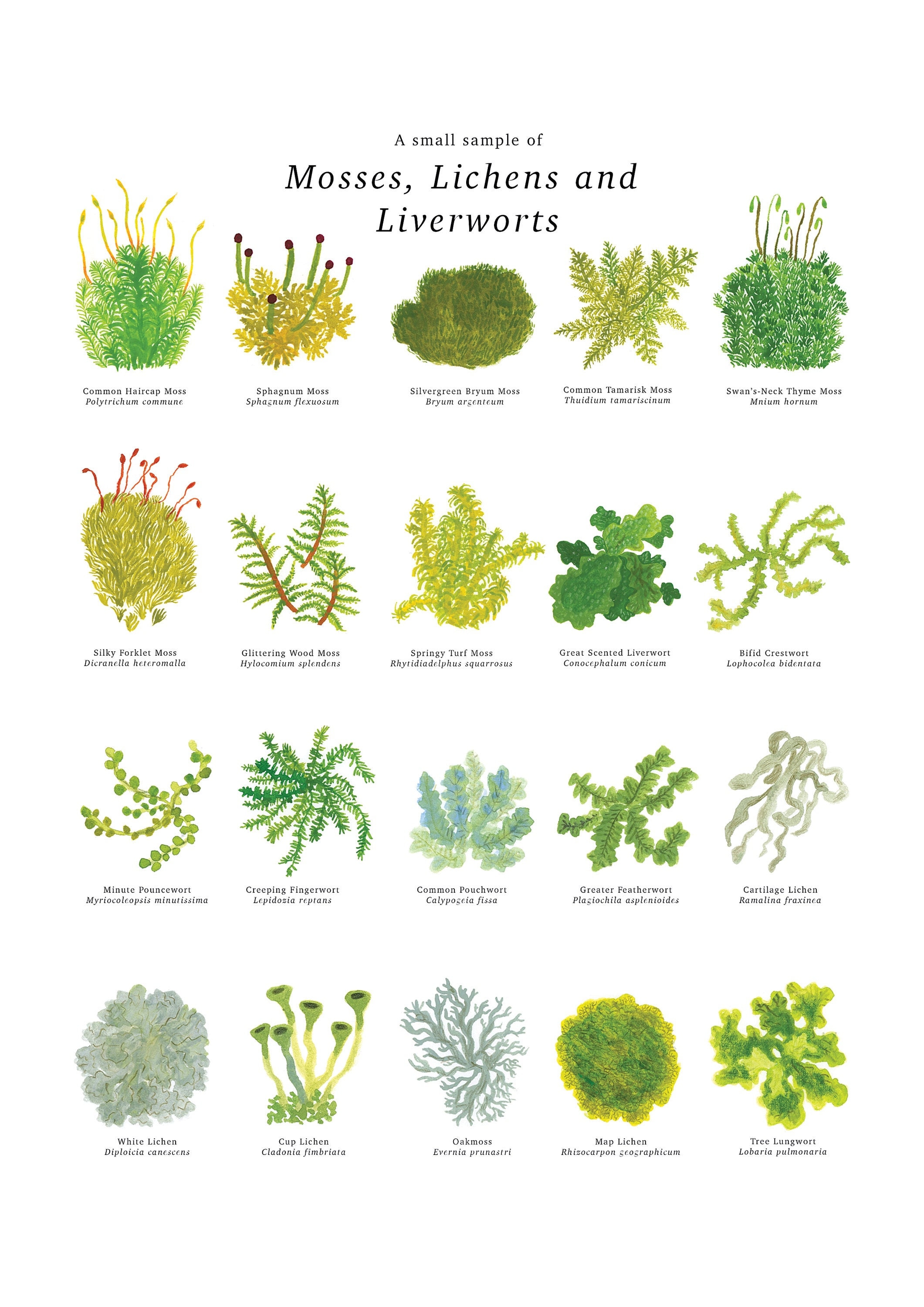 Examples Of Mosses And Liverworts