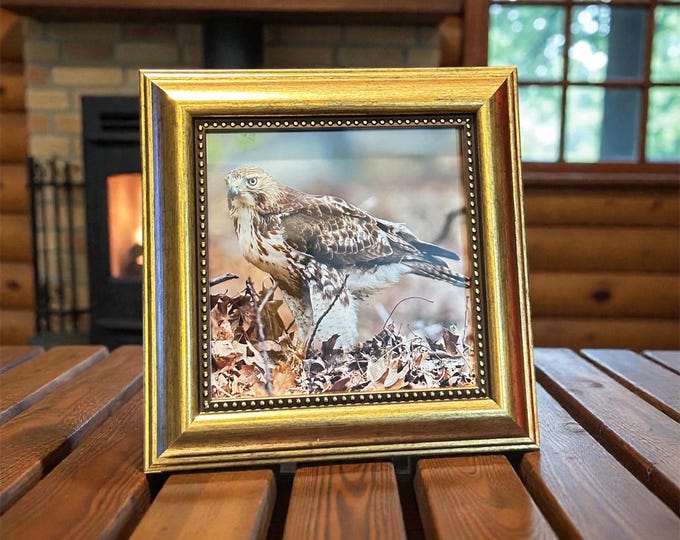 Majestic Red-Tailed Hawk in Autumn - Nature Photography 5x5