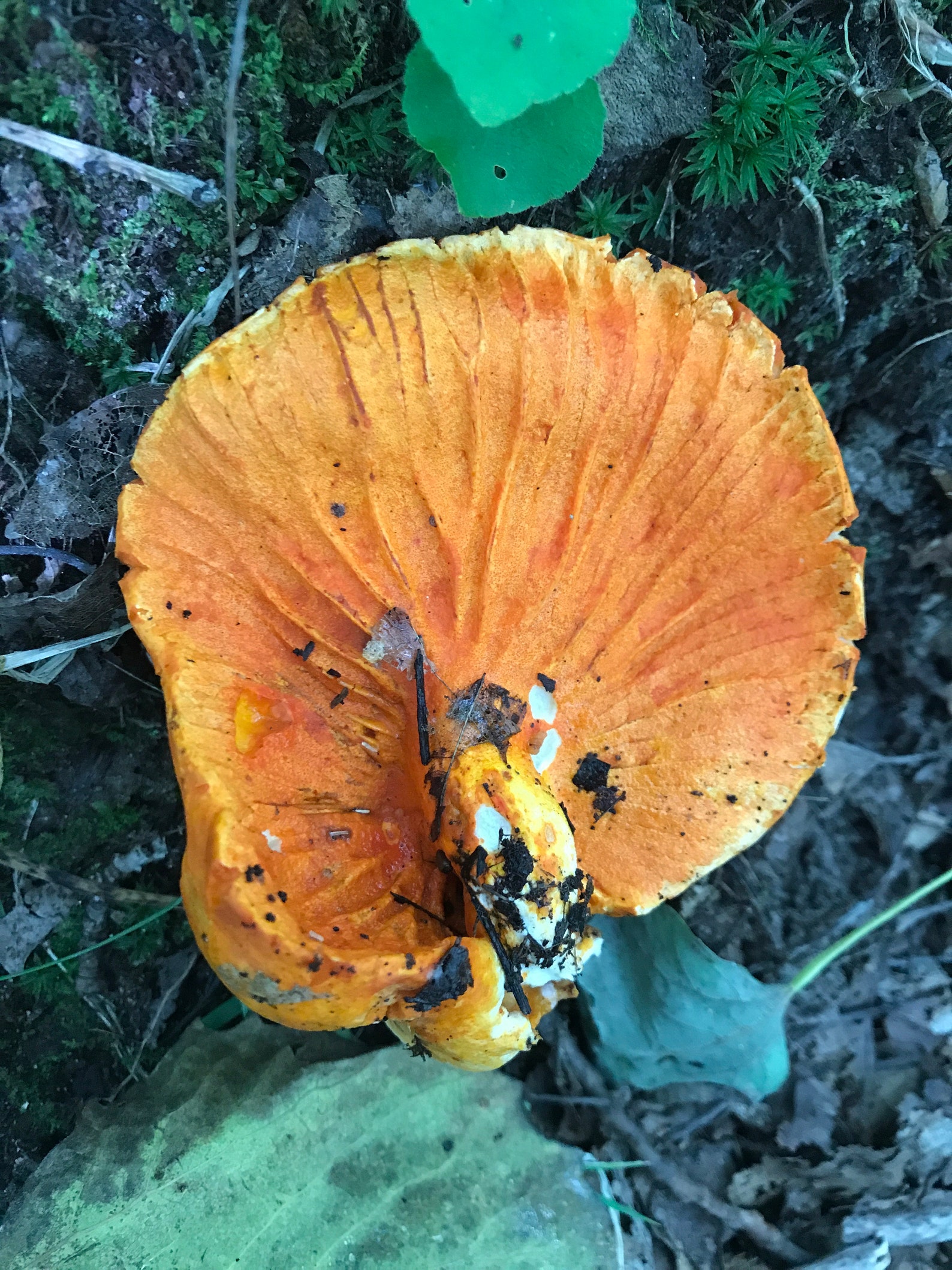 Lobster Mushrooms 1oz dried Etsy