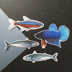 Fish themed vinyl stickers unit or set - Neon - Tetra Cardinalis or Mackerel or Betta splendens