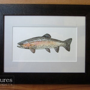 Trout watercolor painting - original art - fish - naturalist illustration