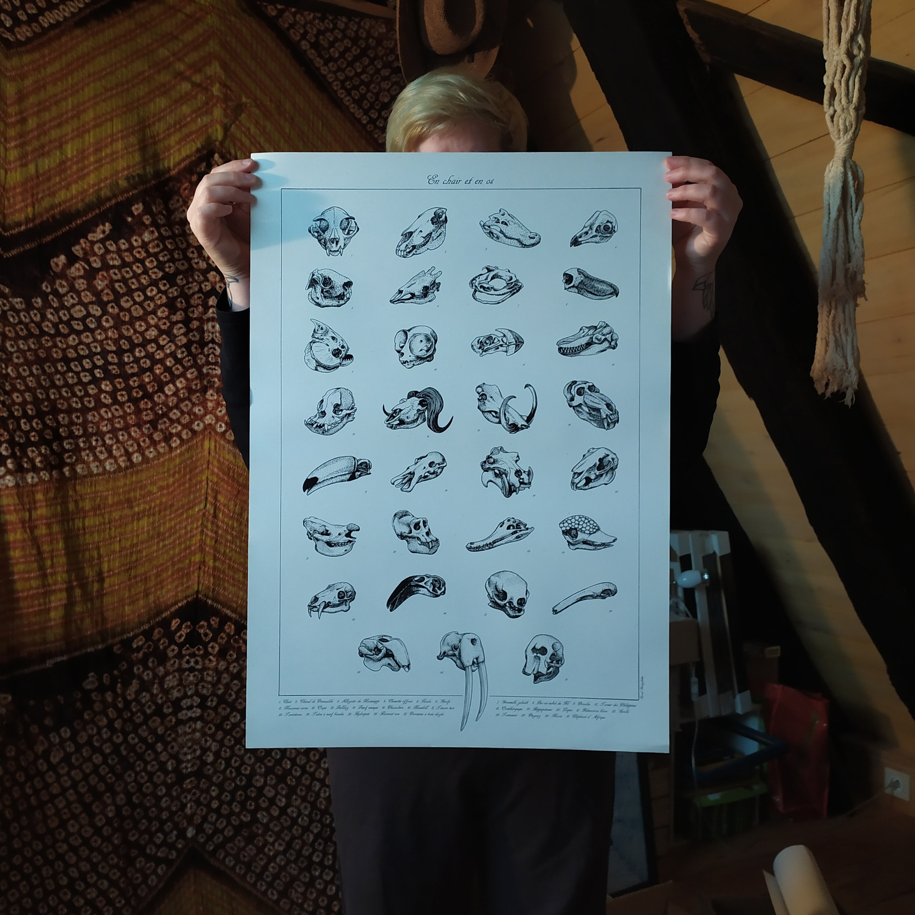 Posters Représentant Des Planches de Crânes d'animaux Dans Le Style Anciennes Muséum d'histoire Natu