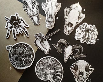 Cabinet of curiosities themed vinyl stickers unit or set skulls fossil tarantula octopus