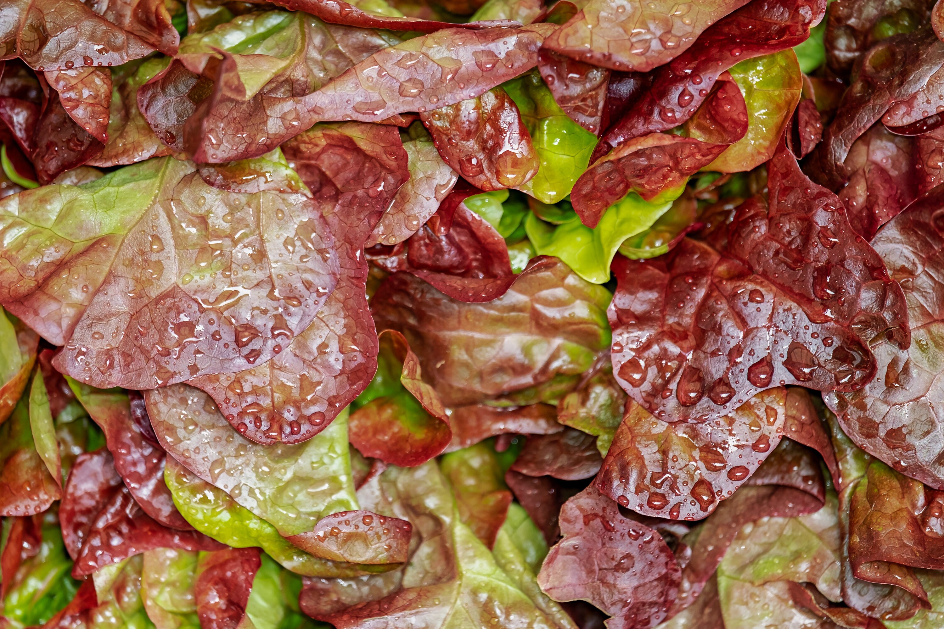 500 Lettuce Ruby Red Leaf Seeds Etsy
