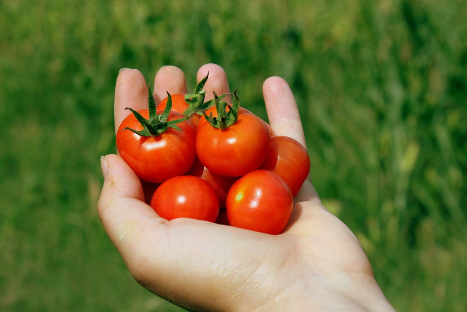 300 Large Cherry Tomato Seeds Etsy