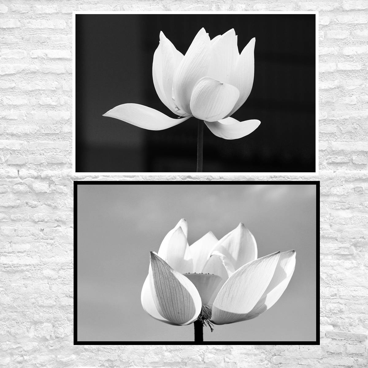 Flower Photography, Lotus, Wall Art Print, Blackwhite Photo, Printable
