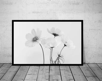 Flower Photography, Cosmea, Wall Art Print, Black-White Photo, Printable Poster, Digital Download, 4 JPG's