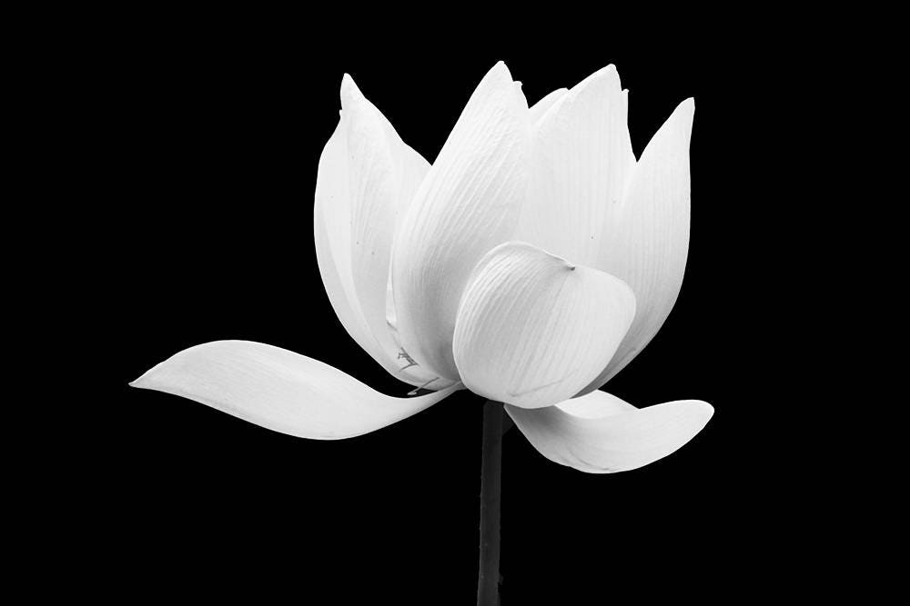 Flower Photography Lotus Wall Art Print Blackwhite Photo Etsy
