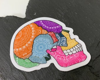 Anatomical Skull Sticker, Anatomy, Medical School, Doctor gift, resident gift, residency, nurse gift, neurology, dental, OFMS, bones, ortho