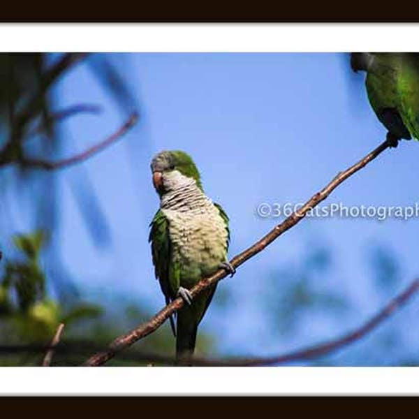 Monk Quaker Parrot 2 - Bird Wildlife Animal Nature Digital Photo - Instant Download