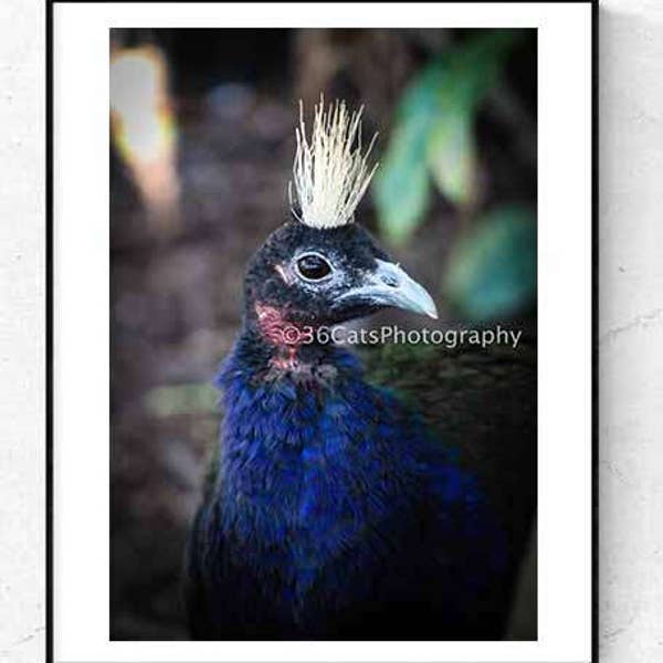 Congo Peafowl Bird - Wildlife Animal Nature Digital Photo - Instant Download