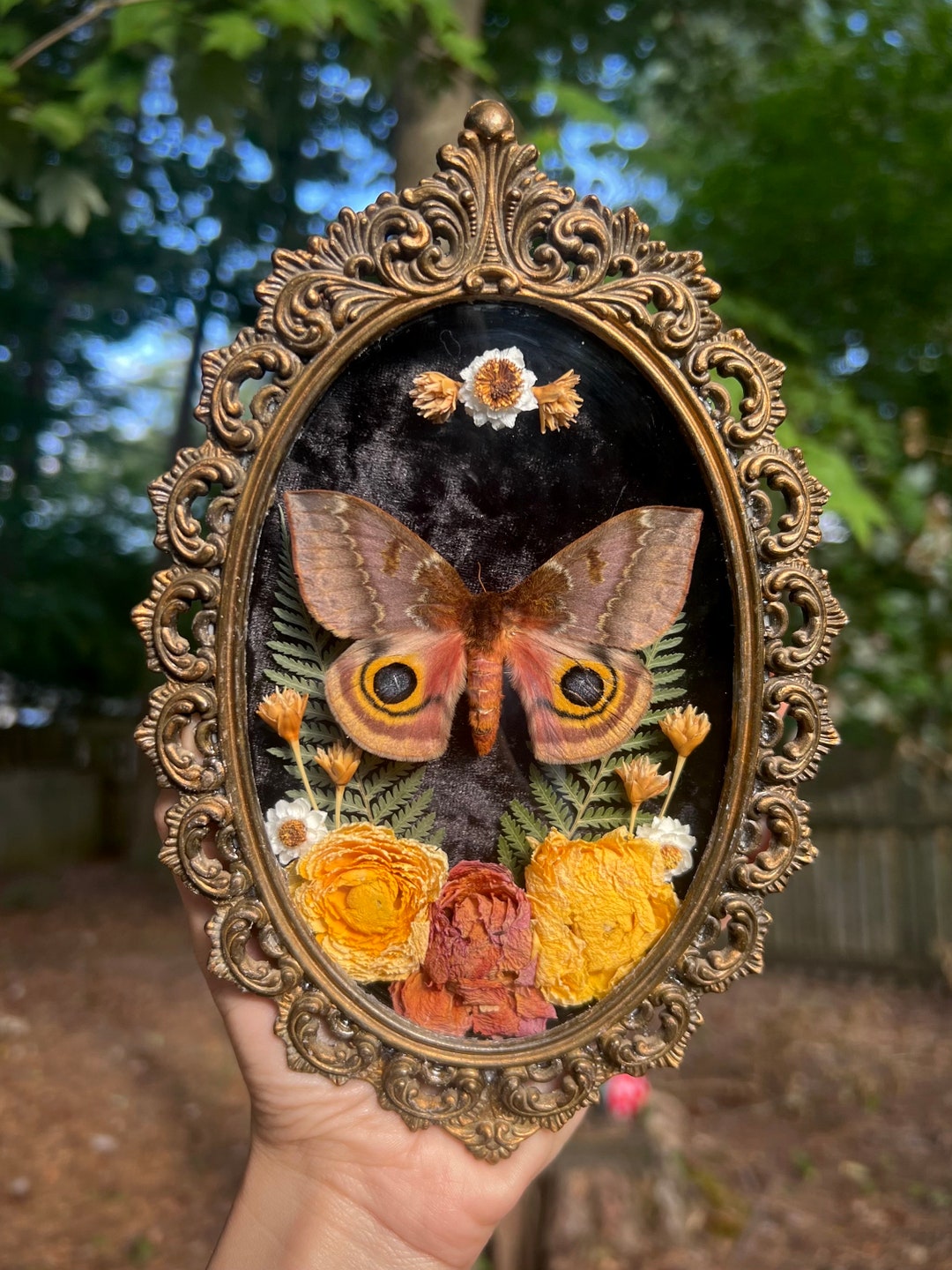 Moth In Frame Female IO Moth in Vintage Bubble Glass Frame - Etsy