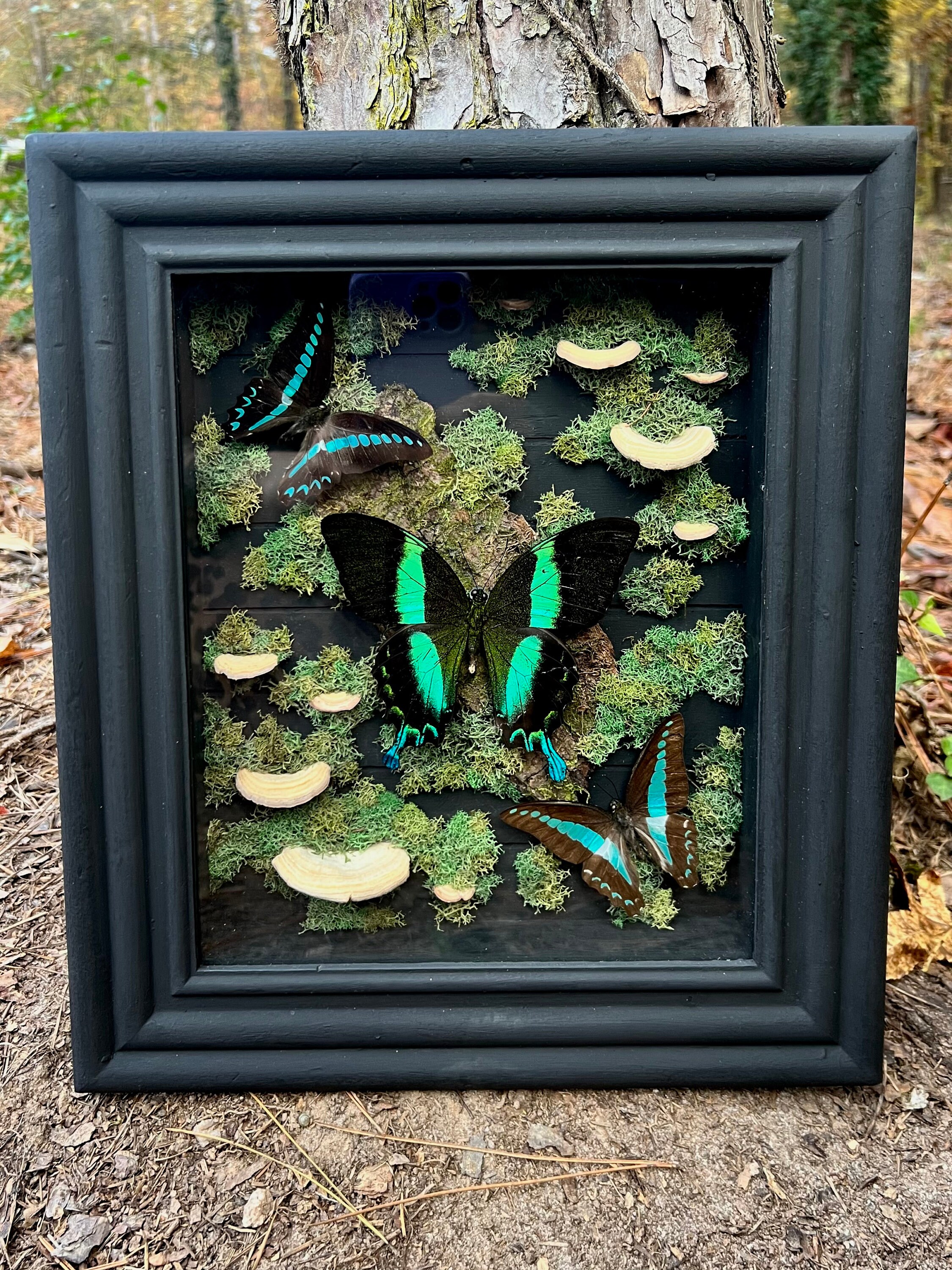 Real Butterflies in Shadow Box Frame With Moss & Mushrooms - Etsy