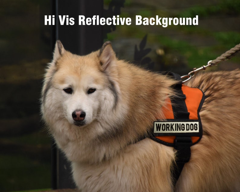 Two Personalised Dog K9 Harness Patch Name Embroidered Etsy