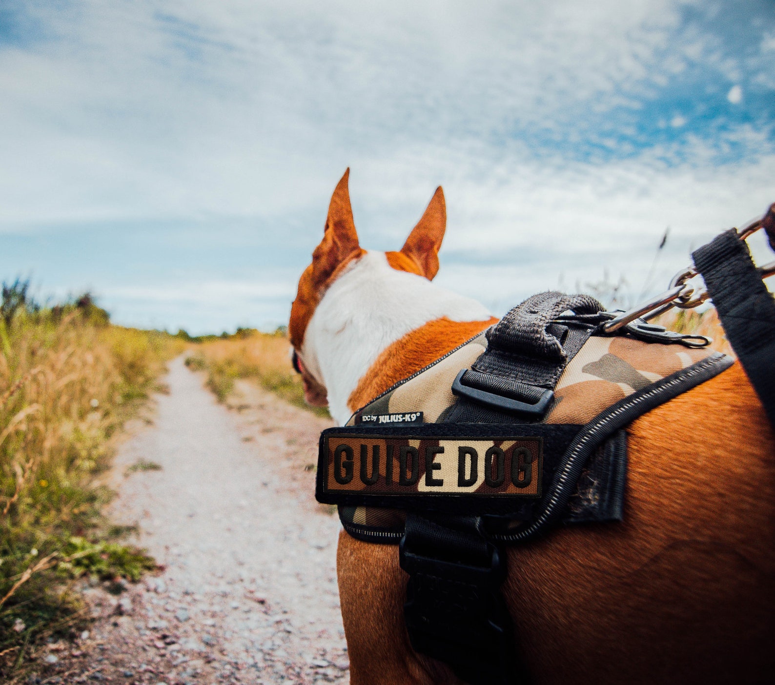Two Personalised Dog K9 Harness Patch Name Embroidered Etsy