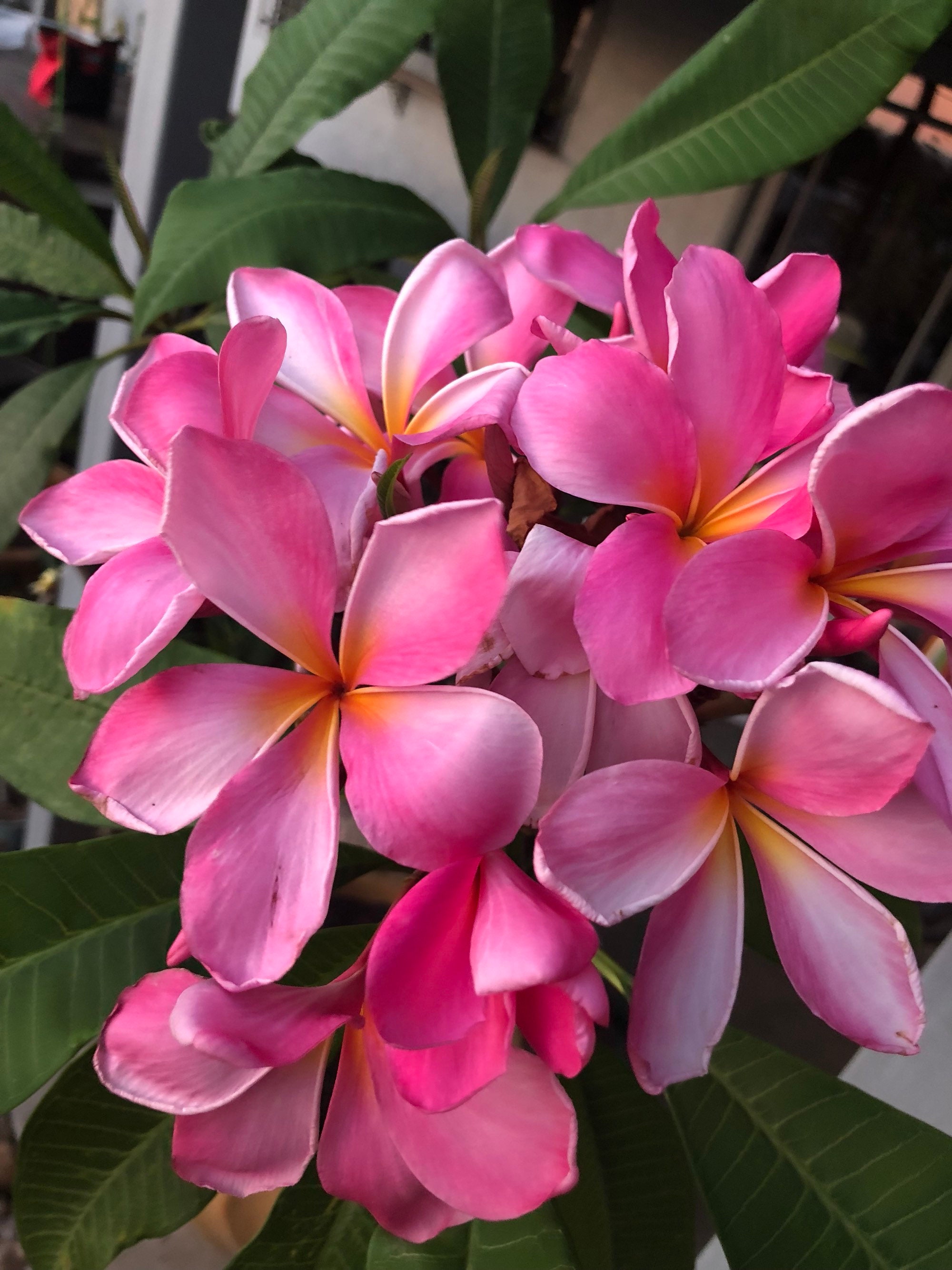 Tropical Cancun Pink fresh Plumeria cutting 6-10 exotic | Etsy