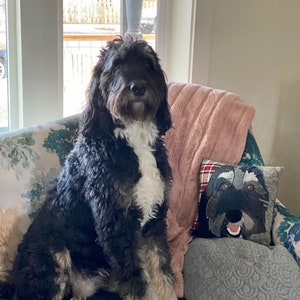 May include: A medium-sized, black and white dog with long, shaggy fur sits on a floral patterned couch. A decorative pillow with a dog face is next to the dog. A pink blanket is draped over the back of the couch.