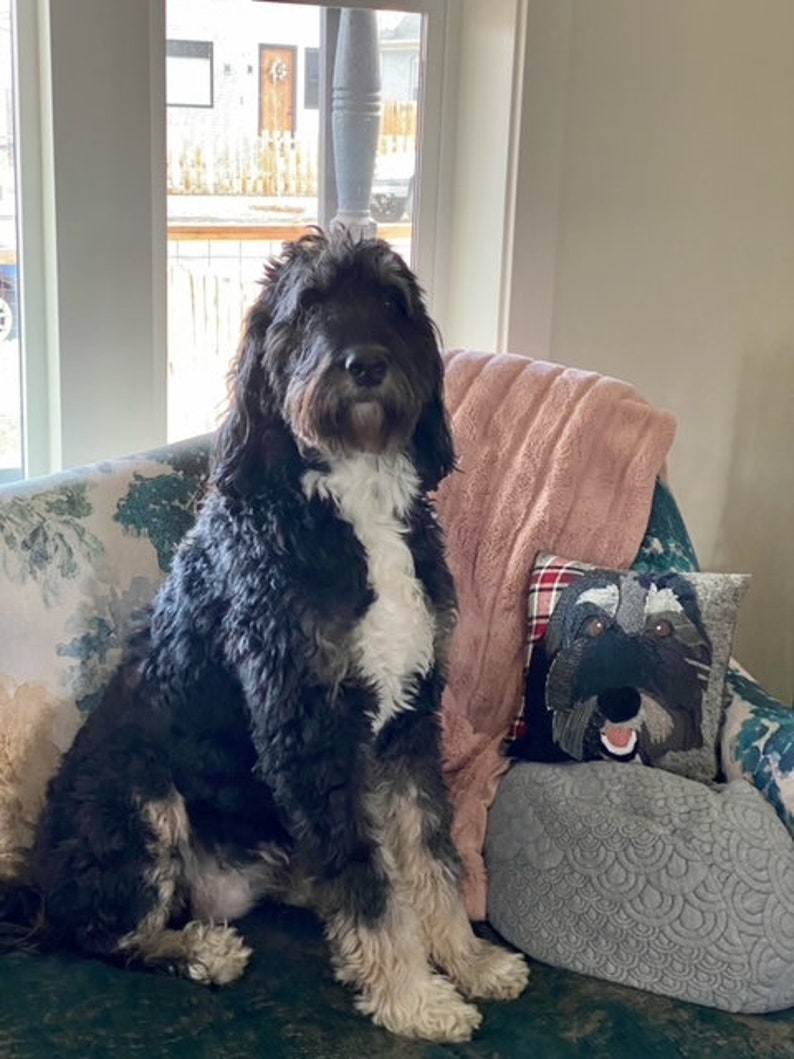 May include: A medium-sized, black and white dog with long, shaggy fur sits on a floral patterned couch. A decorative pillow with a dog face is next to the dog. A pink blanket is draped over the back of the couch.