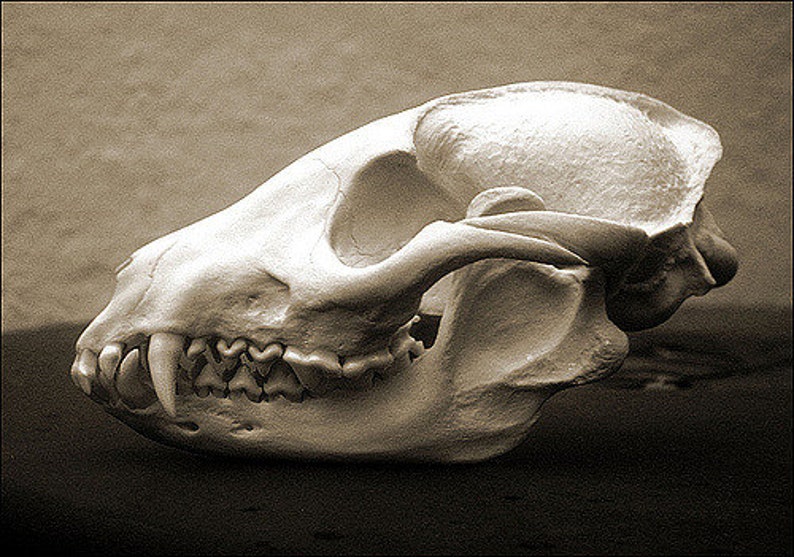 100/% Real Racoon Dog Skull Taxidermy Collectible Nyctereutes procyonoides