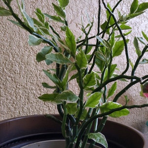 Euphorbia tithemaloides, Devil's Backbone