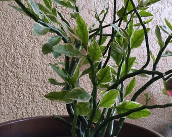 Euphorbia tithemaloides, Devil's Backbone