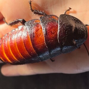 Pode incluir: Uma grande barata de cor marrom avermelhada com cabeça preta e antenas longas. A barata está sendo segurada na mão de uma pessoa.