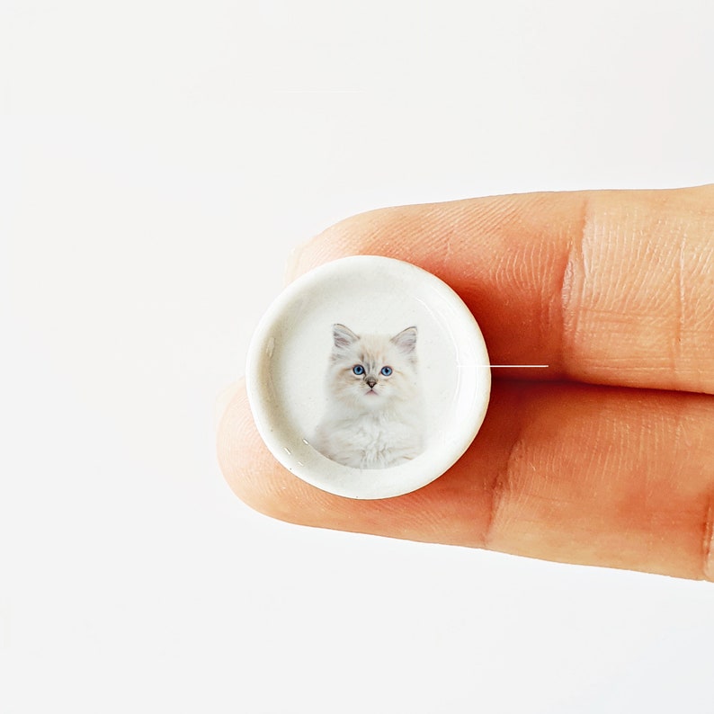 Puede incluir: Un plato de cer&aacute;mica blanco con un peque&ntilde;o gatito blanco de ojos azules en su interior. El gatito est&aacute; mirando directamente a la c&aacute;mara.