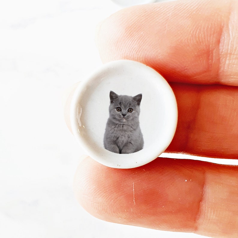 Puede incluir: Un peque&ntilde;o plato de cer&aacute;mica blanco con una imagen de un gatito gris. El gatito est&aacute; sentado con las patas metidas debajo del cuerpo y mirando directamente a la c&aacute;mara.