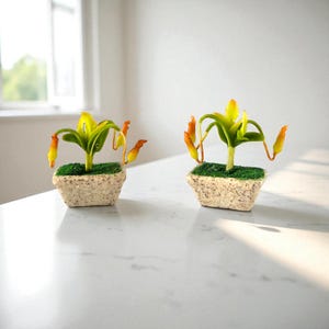 May include: Two miniature potted plants with green leaves and orange and yellow flower buds. The plants sit in square, speckled beige pots filled with green moss. The plants are on a white surface.