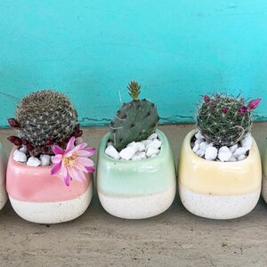 May include: Five small potted cacti in different colored ceramic pots. The pots are white with a colored band around the top. The colors are white, pink, green, yellow, and light blue.
