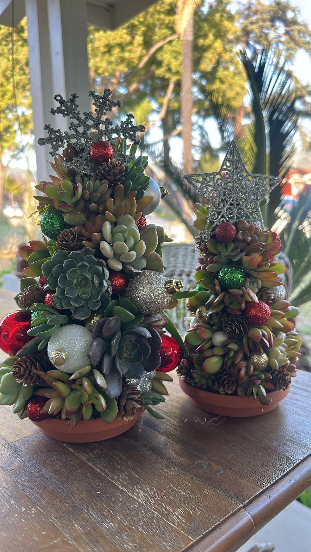 succulent subscriptions 2 Succulent Subscription Box main image 0