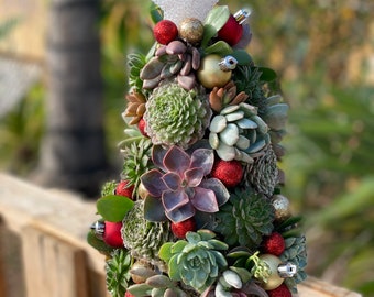 Handmade Succulent Christmas Tree: Crassula Tetragona in Burlap 4" Pot -  Etsy