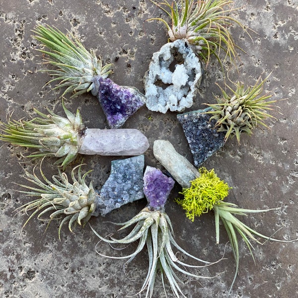 Crystals with Airplants/Tilandsia Plant